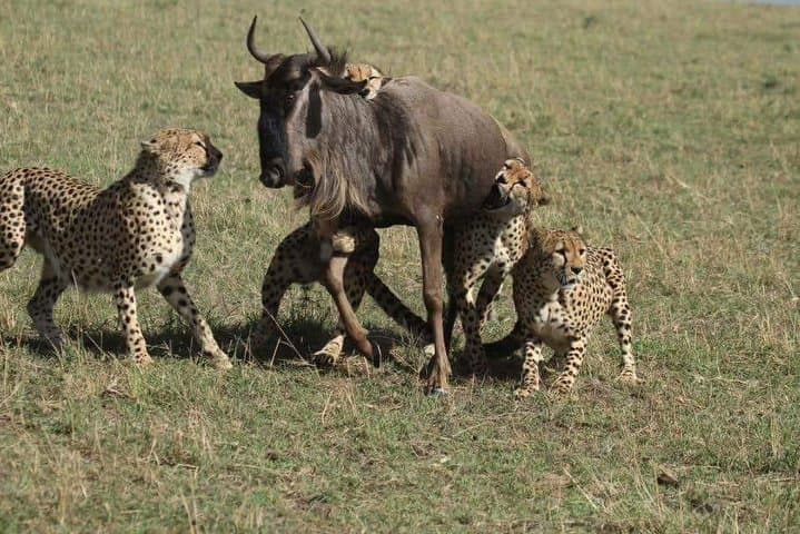 3 Days Ngorongoro crater-lake Manyara safari