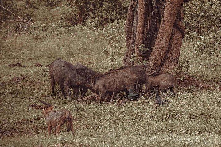 Udawalawe Safari & Waulpane Caving day tour from Colombo