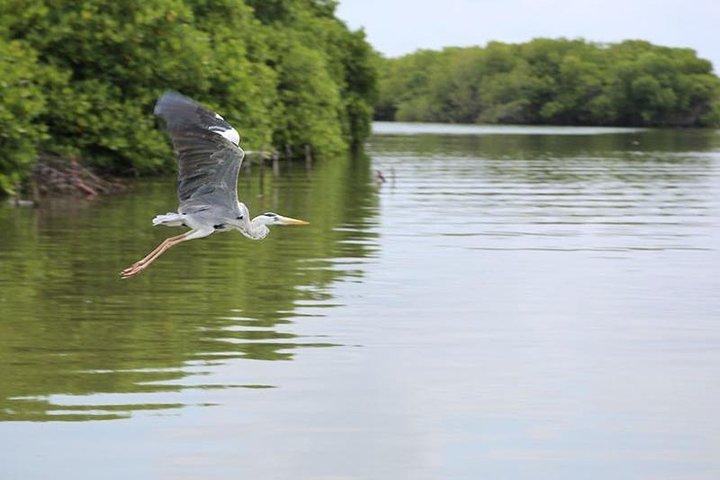 Muthurajawela Bird Watching Boat Tour