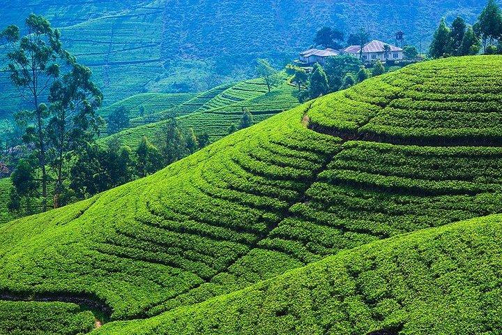 Kandy to Nuwara Eliya Private Day Tour