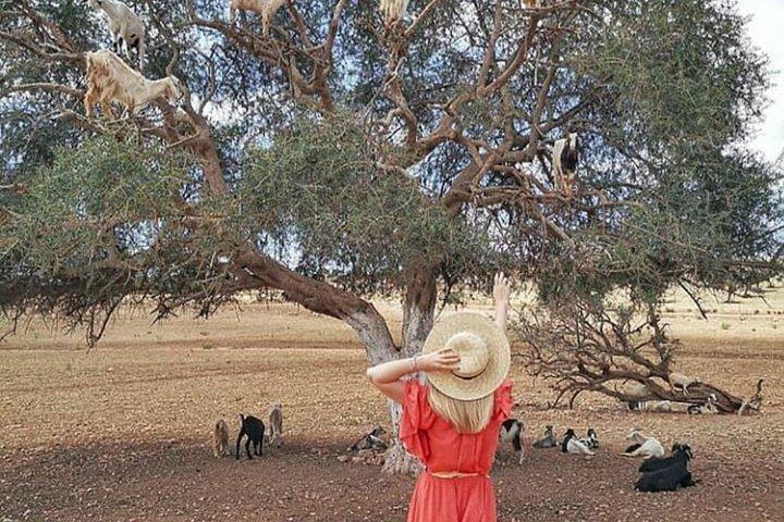 From Marrakesh: Full Private Day Tour To Essaouira Mogador