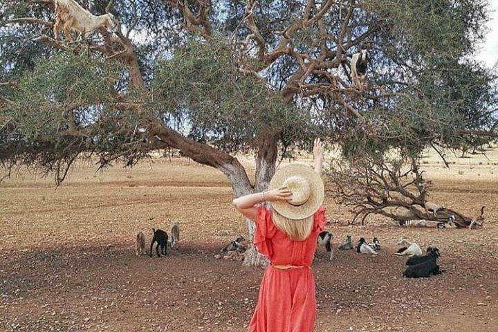 Marrakech to Essaouira Mogador: A Scenic Day Tour