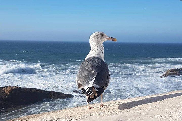 From Marrakech To Essaouira Mogador Full Day Trip | Small-group