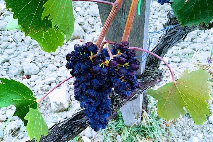 PRIVATE TOUR: Savor Exquisite Wines: Brunello & Nobile Wine Tour