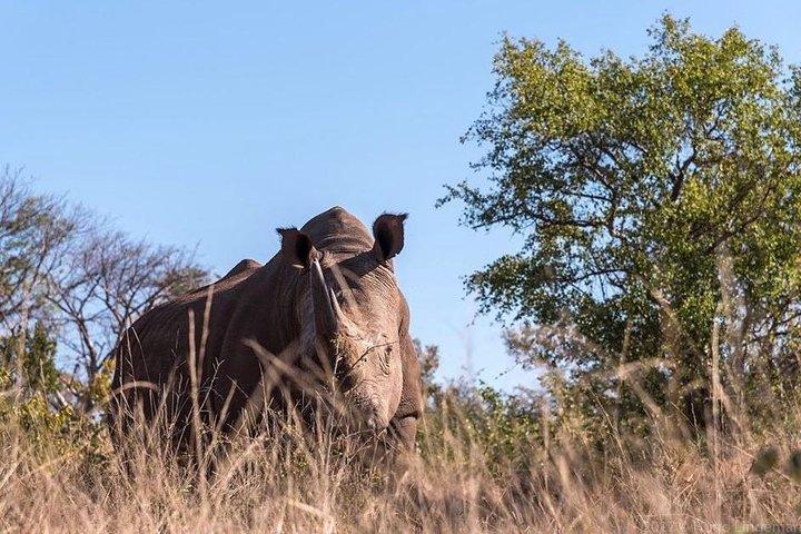Private Tour - Game Drive & Rhino Walk Safari