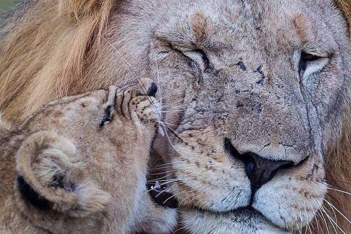 4 days Tarangire, Serengeti & Ngorongoro
