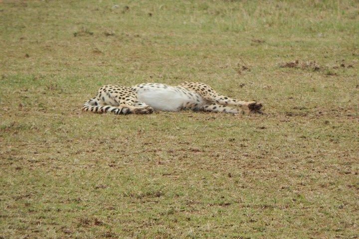 4 days Tarangire, Serengeti & Ngorongoro