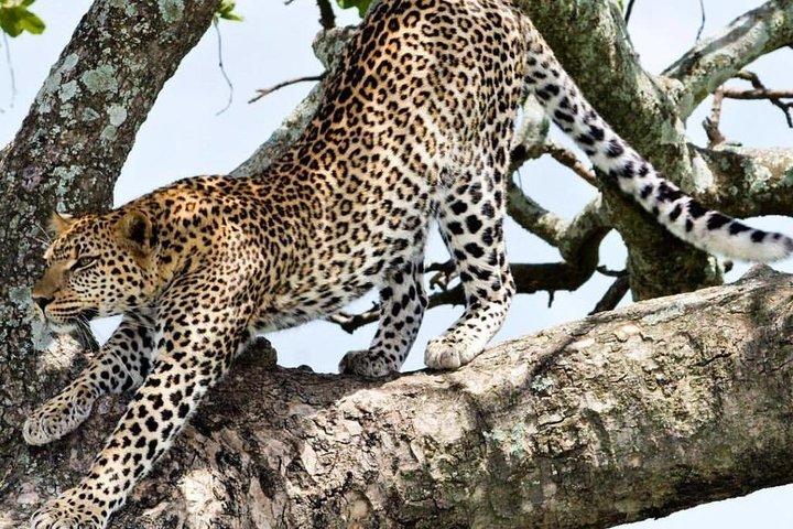 2 Day: Tarangire and Ngorongoro Crater