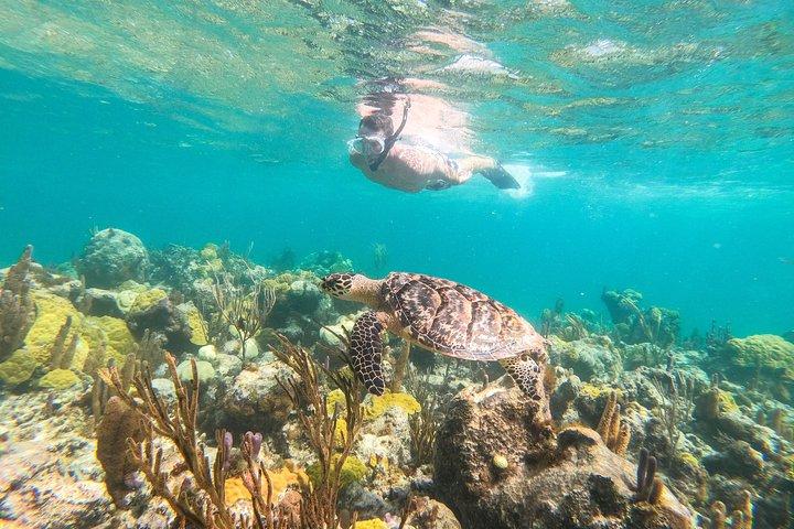 Morning Half Day Cruise from Providenciales with Snorkeling and Iguana Island