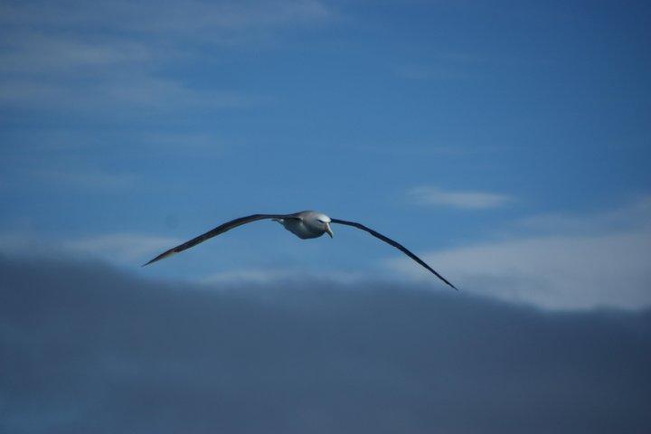 Sailing and Wildlife Tour Akaroa Fox II Sailing
