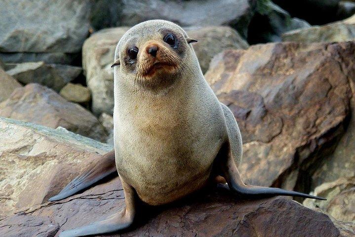 Sailing and Wildlife Tour Akaroa Fox II Sailing