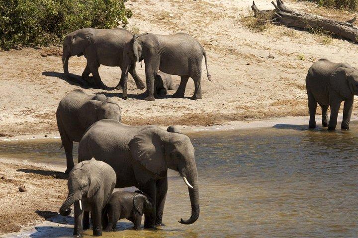 Chobe Day Trip from Livingstone
