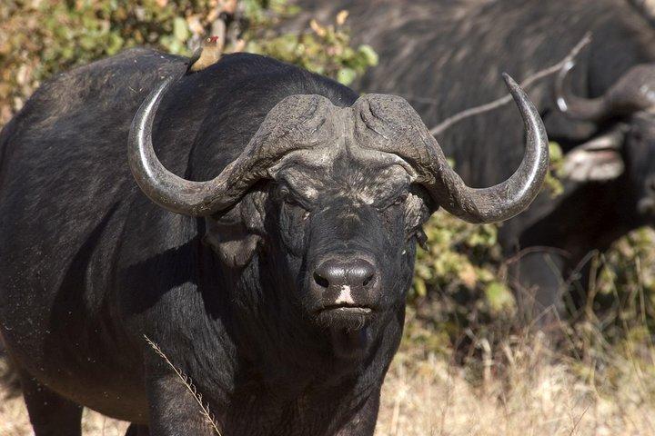 Chobe Day Trip from Livingstone