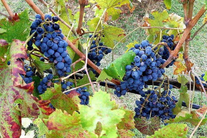 EXCLUSIVE Wine Tour in Chianti & San Gimignano (Lunch & Wine Tasting included)