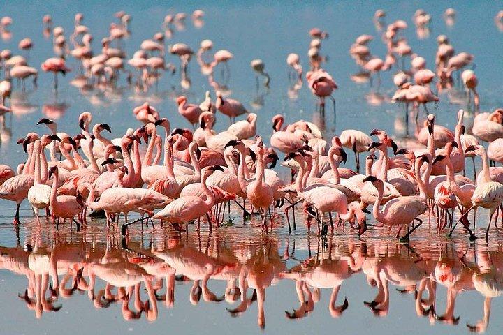 4 Day: Astonishing Group Safari
