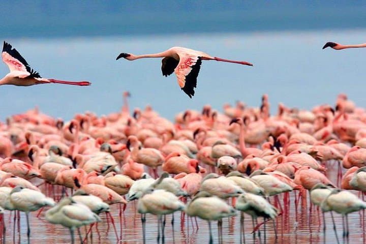 Full Day Lake Nakuru National Park Tour