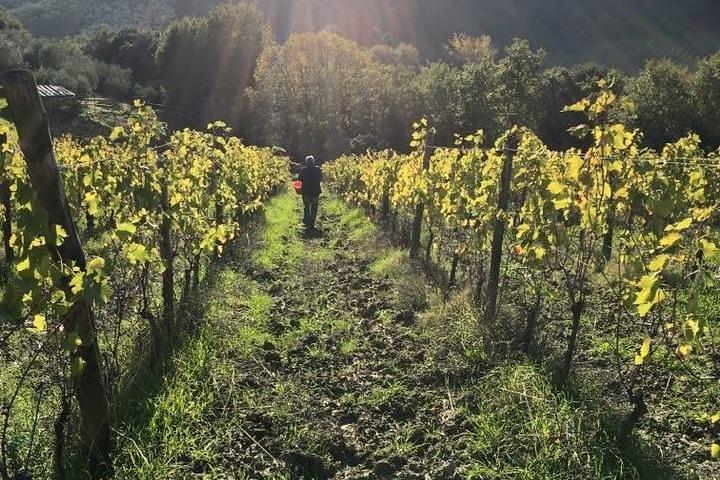 Private Tour of San Gimignano & Siena