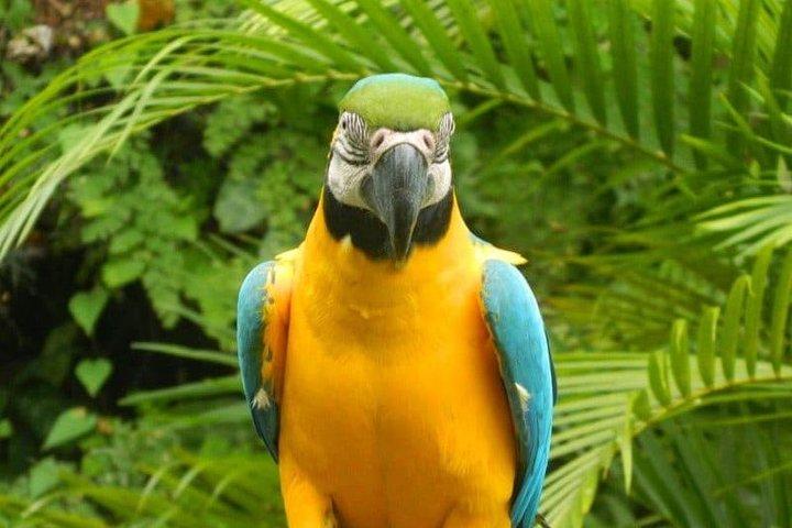 Eco Explorers Waterfall, Rainforest, local Shopping with lunch