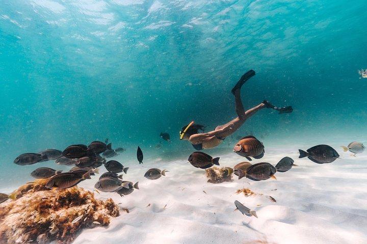 Iconic Aruba Sail and Snorkel Experience