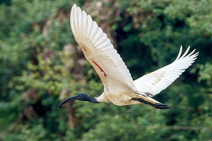 Prek Toal Birds Sanctuary and floating Village Private Day Tour