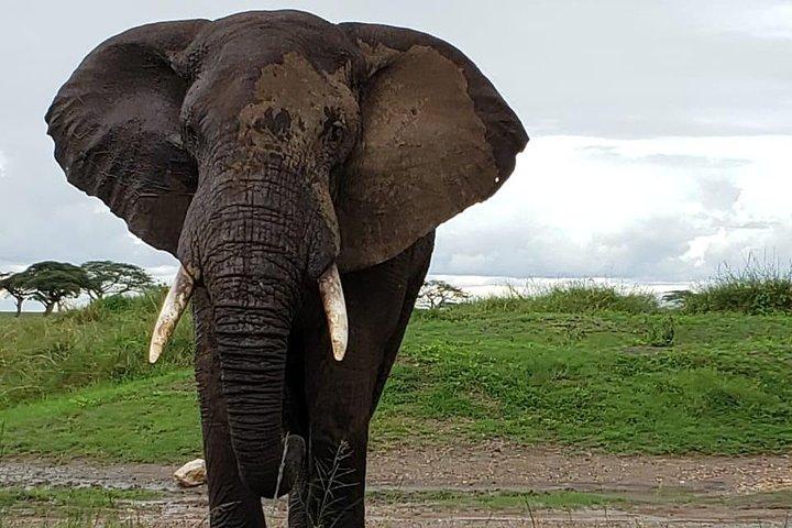 2 Days Safari, Amboseli Naitional Park