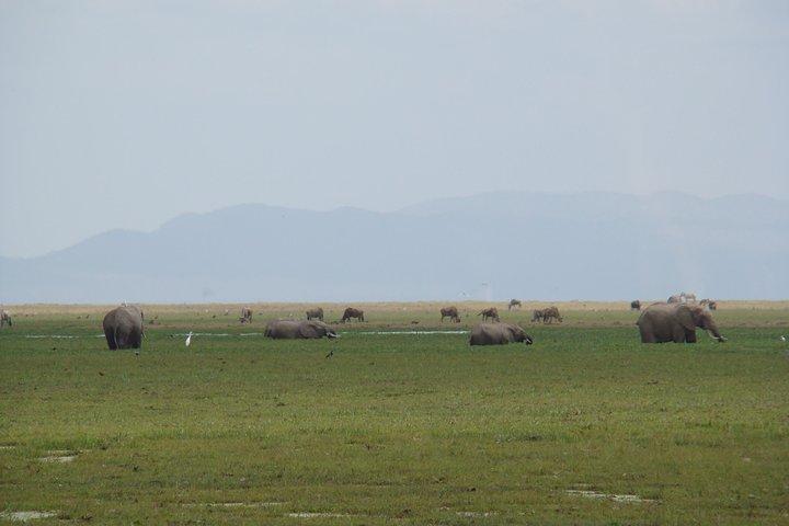 2 Days Safari, Amboseli Naitional Park