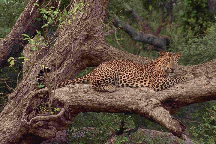 Wilpattu National Park Safari, Budget Tour from Colombo