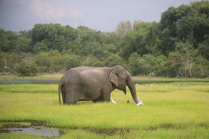 Wilpattu National Park Safari, Budget Tour from Colombo