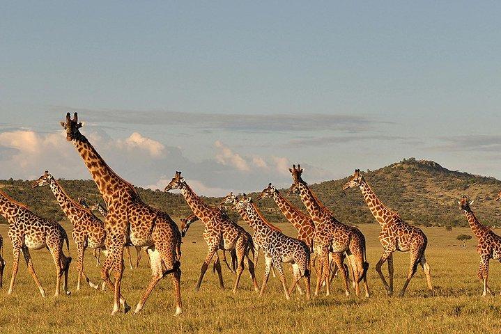 4 Day: Astonishing Group Safari