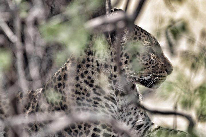 chobe national park 9hr full day game drive