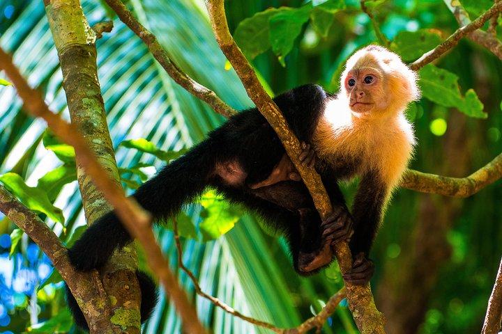 Manuel Antonio National park, PRIVATE day tour from jaco
