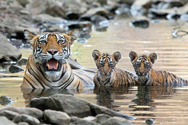 4 Day Golden Triangle Tour with Ranthambore Safari from Delhi