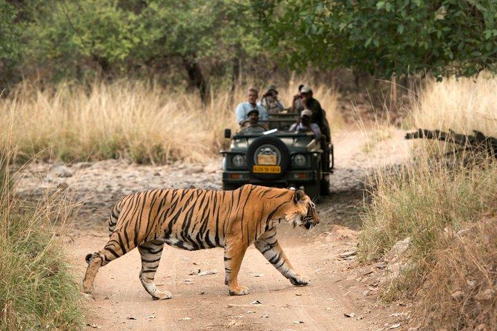 4 Day Golden Triangle Tour with Ranthambore Safari from Delhi