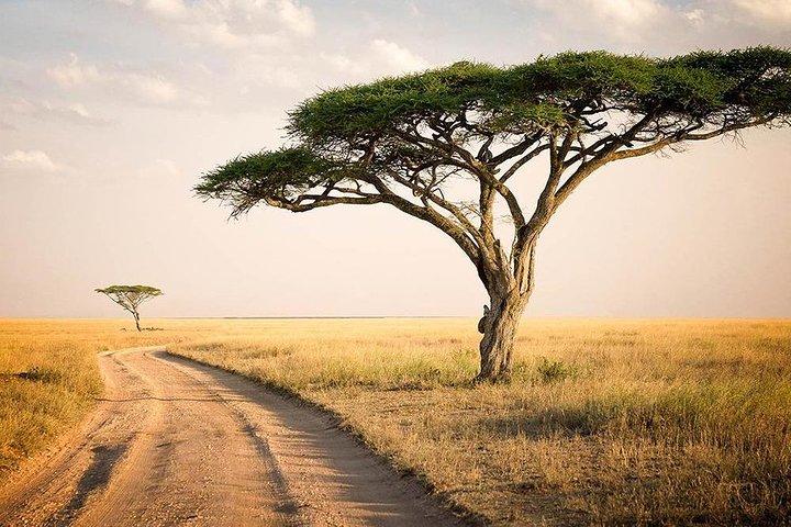 6 Day: Magnificent Wildlife Adventure