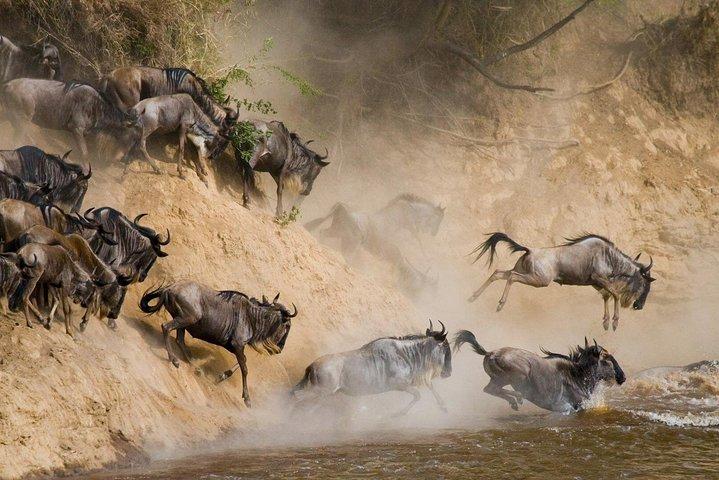 6 Day: Magnificent Wildlife Adventure