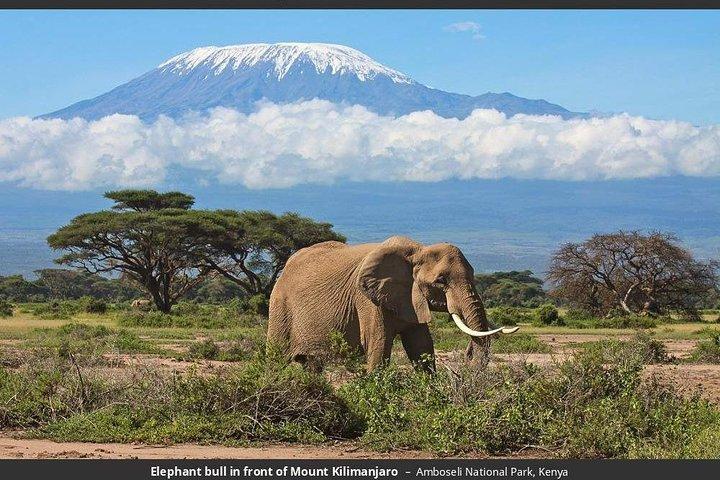 3 Days Amboseli National Park Guided safari from Nairobi