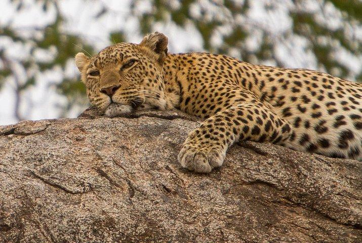 Safari & Culture