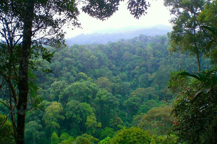 FAMILY JUNGLE TOUR: Orangutan Trek (4-hours hike) by EcoTravel Bukit Lawang