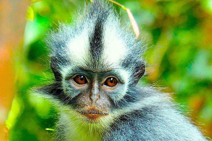 FAMILY JUNGLE TOUR: Orangutan Trek (4-hours hike) by EcoTravel Bukit Lawang