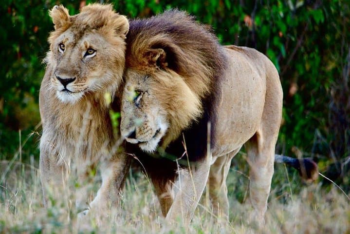 Classic Kenya Blissful Adventour