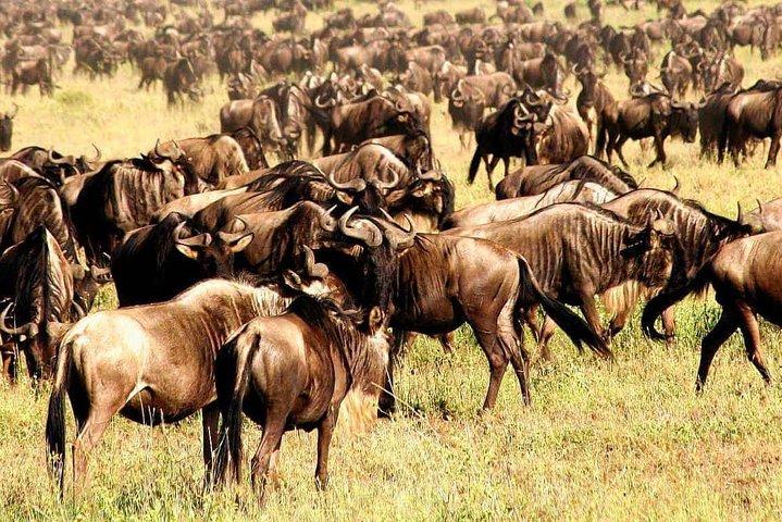 5 Day: Spectacular View of Ngorongoro Crater