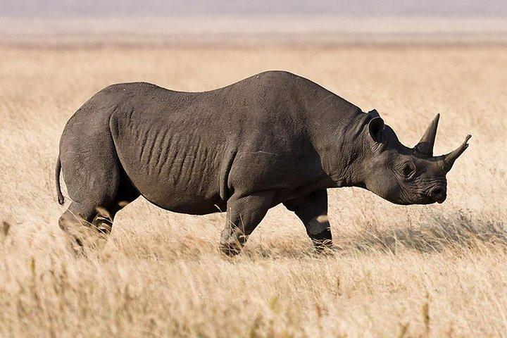 5 Day: Spectacular View of Ngorongoro Crater
