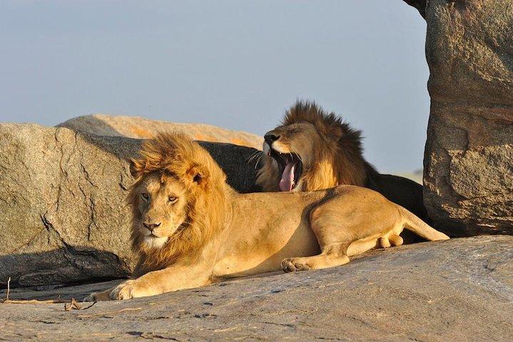 6 Day: Magnificent Wildlife Adventure