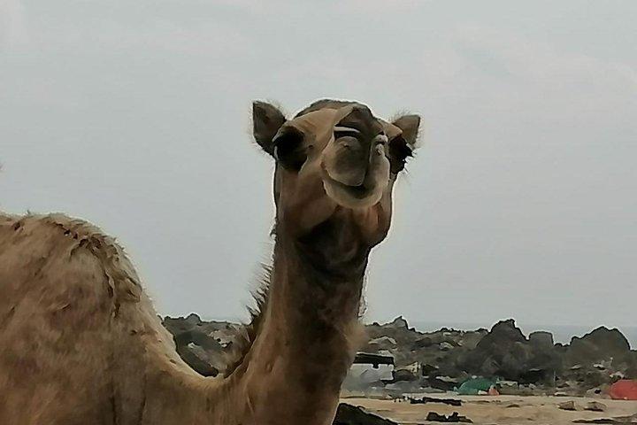 Half Day: Where Sea Meets Rock: Journey to West Salalah’s Shores