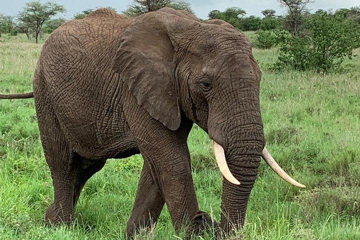 7 Days/6 Nights - Tanzania luxury wildlife and walking safari