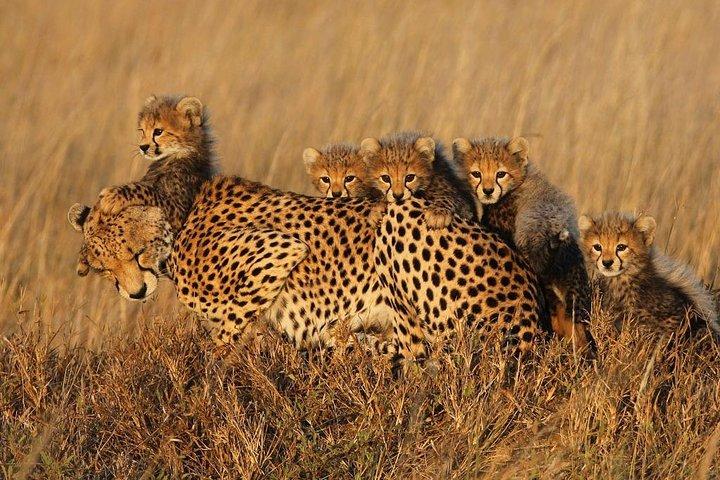 7 Days/6 Nights - Tanzania luxury wildlife and walking safari