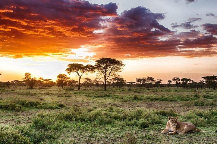 1 Day: Unforgettable Tarangire
