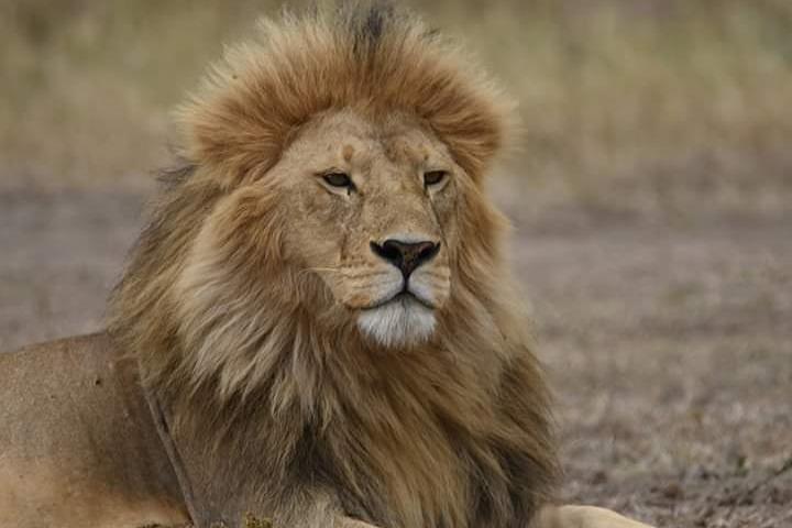 5 days into the heart of serengeti (serengeti, ngorongoro, lake manyara)