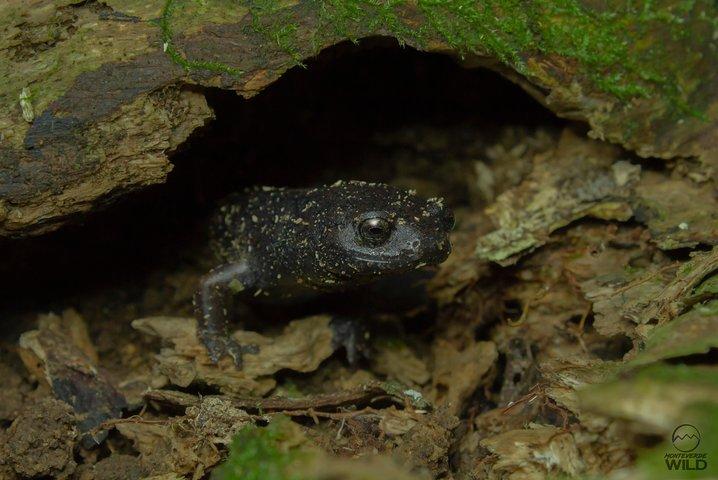 Cloud Forest Night Walk in Monteverde -Monteverde Wild-