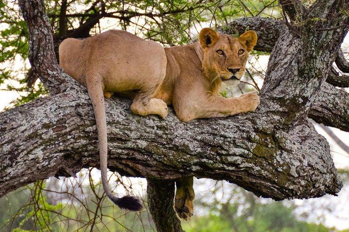 2 Day: Tarangire and Ngorongoro Crater